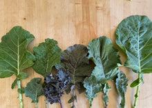 Load image into Gallery viewer, PERMA GREENS - Brassica Buffet