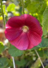 Load image into Gallery viewer, PERMA HOLLYHOCK - Red