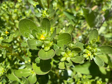 Load image into Gallery viewer, PERMA LETTUCE - Proud Purslane
