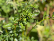 Load image into Gallery viewer, PERMA LETTUCE - Proud Purslane