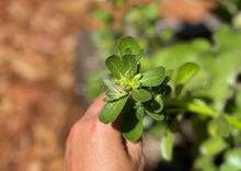 Load image into Gallery viewer, PERMA LETTUCE - Proud Purslane