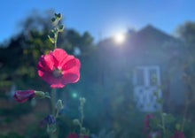 Load image into Gallery viewer, PERMA HOLLYHOCK - Red