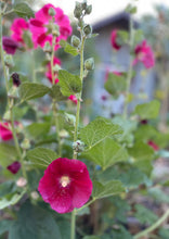 Load image into Gallery viewer, PERMA HOLLYHOCK - Red
