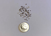 Load image into Gallery viewer, PERMA FRISÉE LETTUCE - Minutina