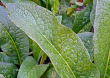 Load image into Gallery viewer, COMPETENT COMFREY - Bocking #14