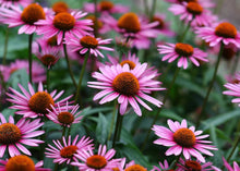 Load image into Gallery viewer, ESSENTIAL ECHINACEA