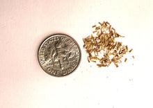 Load image into Gallery viewer, FAITHFUL FEVERFEW
