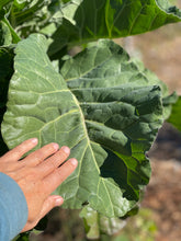 Load image into Gallery viewer, PERMA COLLARD - Constant Tree Collard
