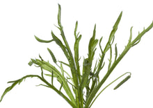 Load image into Gallery viewer, PERMA FRISÉE LETTUCE - Minutina