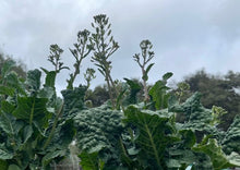 Load image into Gallery viewer, PERMA BROCCOLINI