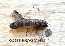 Load image into Gallery viewer, COMPETENT COMFREY - Bocking #14