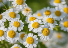 Load image into Gallery viewer, FAITHFUL FEVERFEW