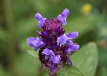 Load image into Gallery viewer, SENSATIONAL SELF-HEAL