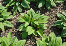 Load image into Gallery viewer, COMPETENT COMFREY - Bocking #14
