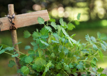 Load image into Gallery viewer, PERMA CUCUMBER LEAF - Salad Burnet