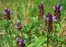 Load image into Gallery viewer, SENSATIONAL SELF-HEAL