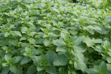 Load image into Gallery viewer, WONDERFULLY WILD STINGING NETTLE