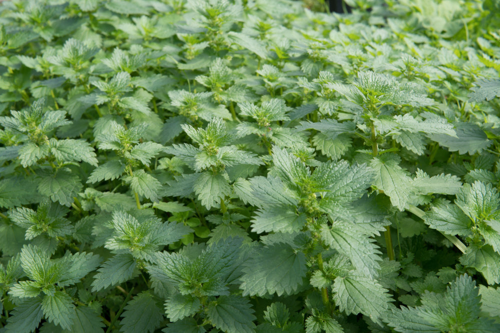 Stinging Nettle - One of the Most Useful Wild Plants