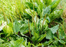 Load image into Gallery viewer, PEACEFUL PLANTAIN