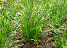 Load image into Gallery viewer, PERMA GARLIC - Garlic Chives