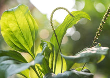 Load image into Gallery viewer, PEACEFUL PLANTAIN