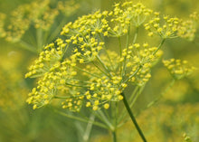 Load image into Gallery viewer, PERMA FENNEL - Carosella Perpetual