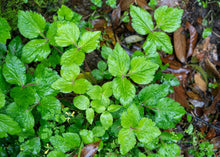 Load image into Gallery viewer, PERMA PARSLEY - Mitsuba