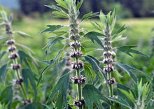 Load image into Gallery viewer, MELLOW MOTHERWORT