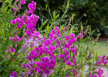 Load image into Gallery viewer, PERMA SWEET PEA