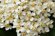 Load image into Gallery viewer, 'NO MORE SORROW' YARROW