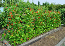 Load image into Gallery viewer, PERMA BEANS - Magic Runner Beans