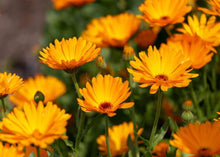 Load image into Gallery viewer, COZY CALENDULA