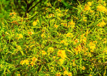 Load image into Gallery viewer, SOOTHING ST. JOHN'S WORT