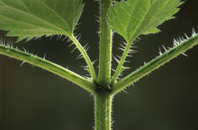Load image into Gallery viewer, WONDERFULLY WILD STINGING NETTLE