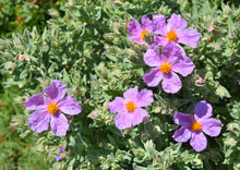 Load image into Gallery viewer, REMARKABLE ROCK ROSE