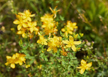 Load image into Gallery viewer, SOOTHING ST. JOHN'S WORT