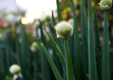 Load image into Gallery viewer, PERMA SCALLIONS - Welsh Onion