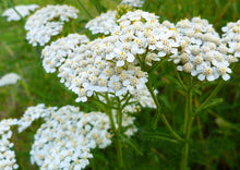 Load image into Gallery viewer, 'NO MORE SORROW' YARROW