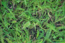 Load image into Gallery viewer, 'NO MORE SORROW' YARROW