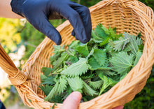 Load image into Gallery viewer, WONDERFULLY WILD STINGING NETTLE