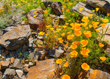 Load image into Gallery viewer, CALMING CALIFORNIA POPPY