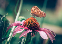 Load image into Gallery viewer, ESSENTIAL ECHINACEA