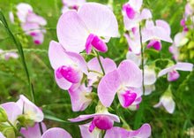 Load image into Gallery viewer, PERMA SWEET PEA