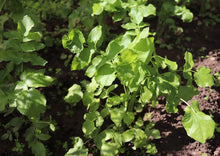 Load image into Gallery viewer, PERMA WHITE CARROTS - Skirret