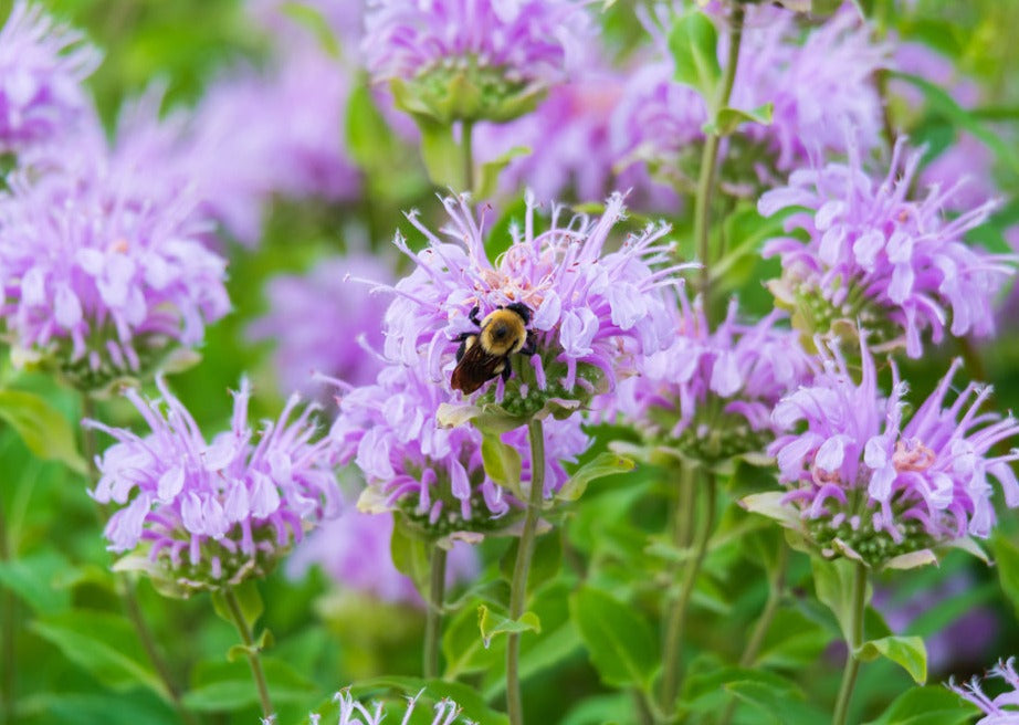 BEAUTIFUL BEE BALM – Perma Gardens