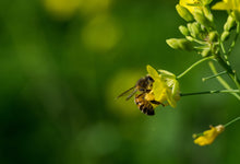 Load image into Gallery viewer, PERMA ARUGULA - Wild Rocket