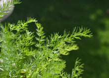 Load image into Gallery viewer, PERMA FENNEL - Carosella Perpetual