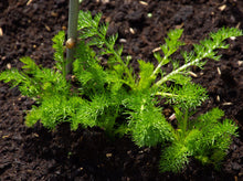 Load image into Gallery viewer, COMFORTING CHAMOMILE