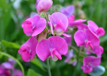 Load image into Gallery viewer, PERMA SWEET PEA
