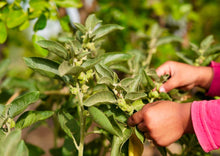 Load image into Gallery viewer, Looking at Ashwaganda / Withania plant Foliage